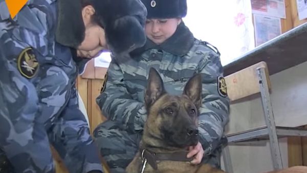 Cloned Guard Dogs of Yakutia - Sputnik International