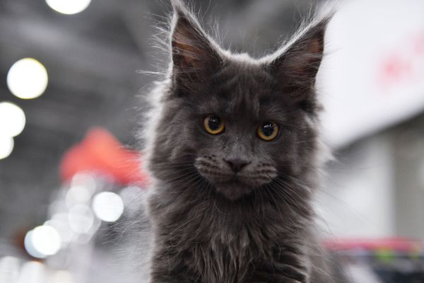 A Maine-Coon cat at the 2017 Royal Canin Grand Prix international show in Moscow A Maine-Coon cat at the 2017 Royal Canin Grand Prix international show in Moscow - Sputnik International