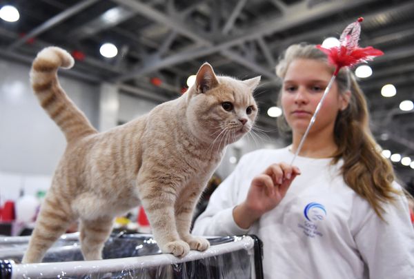 A British Shorthair cat at the 2017 Royal Canin Grand Prix international show in Moscow A British Shorthair cat at the 2017 Royal Canin Grand Prix international show in Moscow - Sputnik International