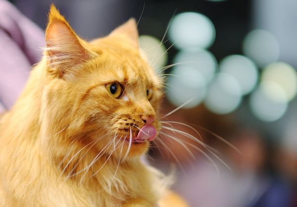 A Maine Coon cat at the 2017 Royal Canin Grand Prix international show in Moscow A Maine Coon cat at the 2017 Royal Canin Grand Prix international show in Moscow - Sputnik International