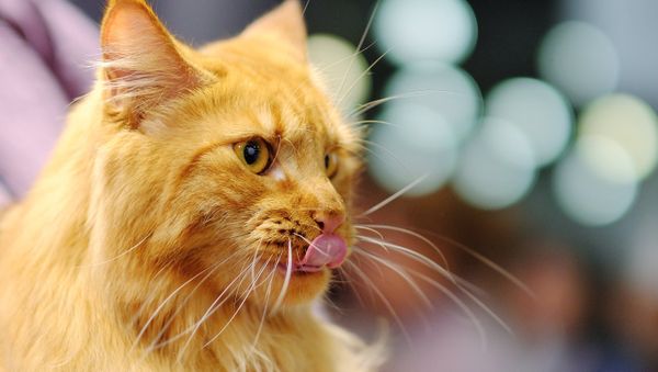 A Maine Coon cat at the 2017 Royal Canin Grand Prix international show in Moscow - Sputnik International