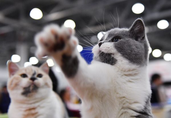 A British Shorthair cat at the 2017 Royal Canin Grand Prix international show in Moscow A British Shorthair cat at the 2017 Royal Canin Grand Prix international show in Moscow - Sputnik International