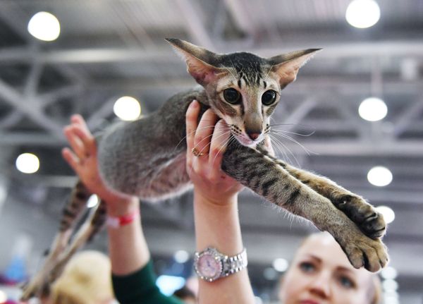 An Oriental cat at the 2017 Royal Canin Grand Prix international show in Moscow An Oriental cat at the 2017 Royal Canin Grand Prix international show in Moscow - Sputnik International