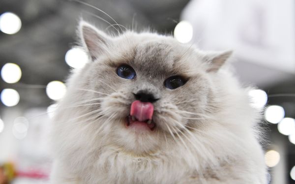 A Ragdoll cat at the 2017 Royal Canin Grand Prix international show in Moscow A Ragdoll cat at the 2017 Royal Canin Grand Prix international show in Moscow - Sputnik International