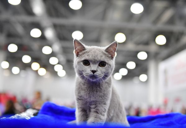 A British Shorthair cat at the 2017 Royal Canin Grand Prix international show in Moscow A British Shorthair cat at the 2017 Royal Canin Grand Prix international show in Moscow - Sputnik International