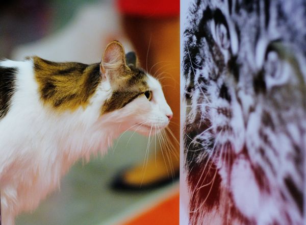 A cat at the 2017 Royal Canin Grand Prix international show in Moscow A cat at the 2017 Royal Canin Grand Prix international show in Moscow - Sputnik International
