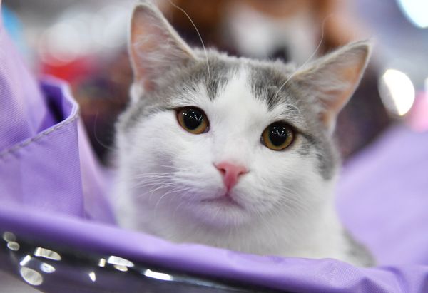 A munchkin cat at the 2017 Royal Canin Grand Prix international show in Moscow A munchkin cat at the 2017 Royal Canin Grand Prix international show in Moscow - Sputnik International