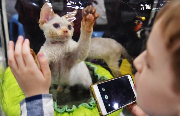 A Devon Rex cat at the 2017 Royal Canin Grand Prix international show in Moscow A Devon Rex cat at the 2017 Royal Canin Grand Prix international show in Moscow - Sputnik International