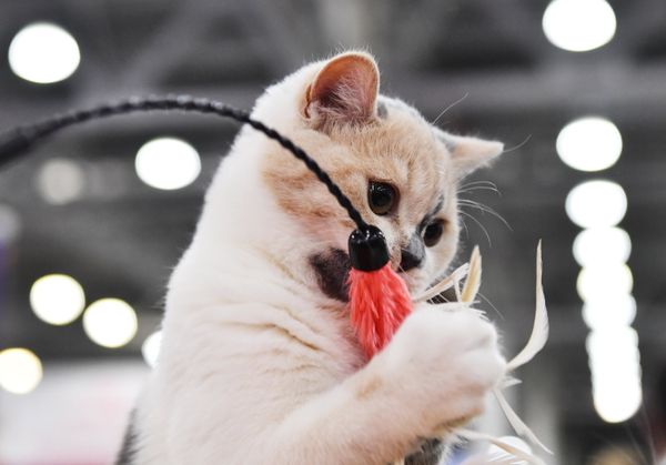 A British Shorthair cat at the 2017 Royal Canin Grand Prix international show in Moscow A British Shorthair cat at the 2017 Royal Canin Grand Prix international show in Moscow - Sputnik International