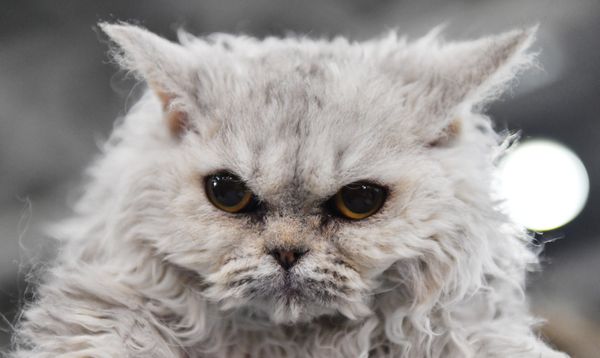 Selkirk Rex cat at the 2017 Royal Canin Grand Prix international show in Moscow Selkirk Rex cat at the 2017 Royal Canin Grand Prix international show in Moscow - Sputnik International