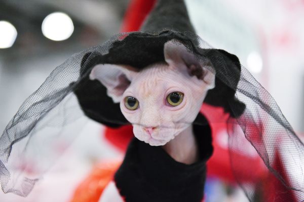 A Canadian Sphynx cat at the 2017 Royal Canin Grand Prix international show in Moscow A Canadian Sphynx cat at the 2017 Royal Canin Grand Prix international show in Moscow - Sputnik International