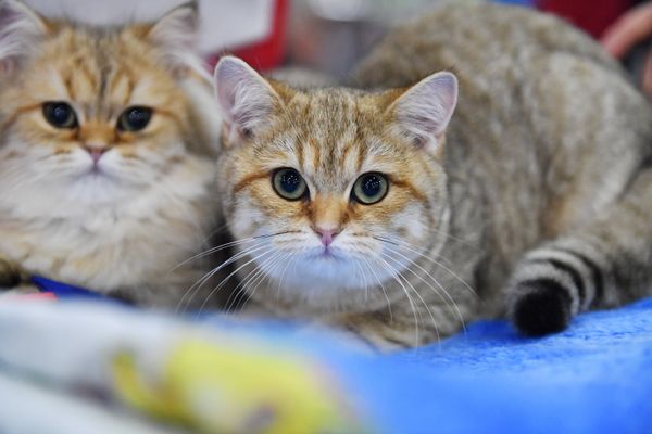 A British Shorthair cats at the 2017 Royal Canin Grand Prix international show in Moscow A British Shorthair cats at the 2017 Royal Canin Grand Prix international show in Moscow - Sputnik International