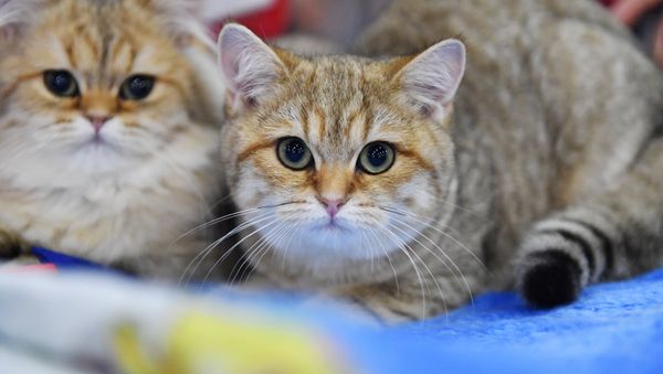 Cats - Sputnik International