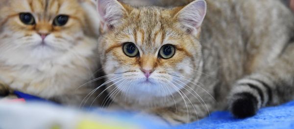 Cats - Sputnik International