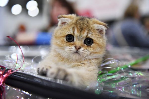 A Scottish Fold cat at the 2017 Royal Canin Grand Prix international show in Moscow A Scottish Fold cat at the 2017 Royal Canin Grand Prix international show in Moscow - Sputnik International