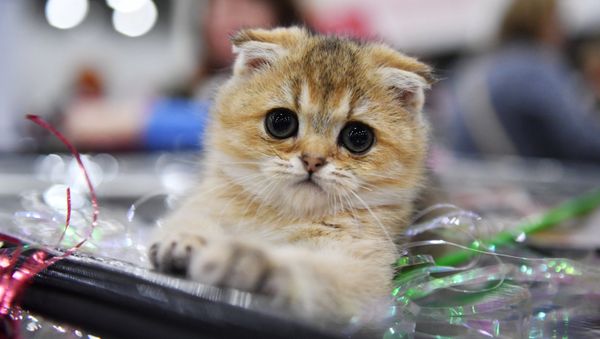 A Scottish Fold cat at the 2017 Royal Canin Grand Prix international show in Moscow - Sputnik International