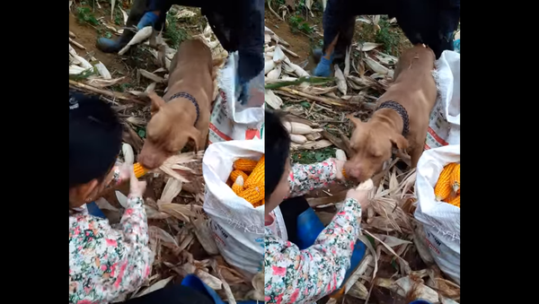 Farmer’s Best Friend: Pooch Helps Shuck Corn - Sputnik International