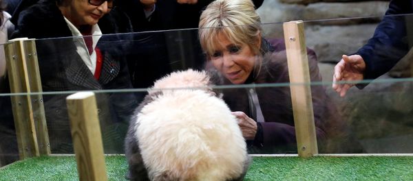 Brigitte Macron, wife of the French president, attends a naming ceremony of the panda born at the Beauval Zoo in Saint-Aignan-sur-Cher, France, December 4, 2017 Brigitte Macron, wife of the French president, attends a naming ceremony of the panda born at the Beauval Zoo in Saint-Aignan-sur-Cher, France, December 4, 2017 - Sputnik International