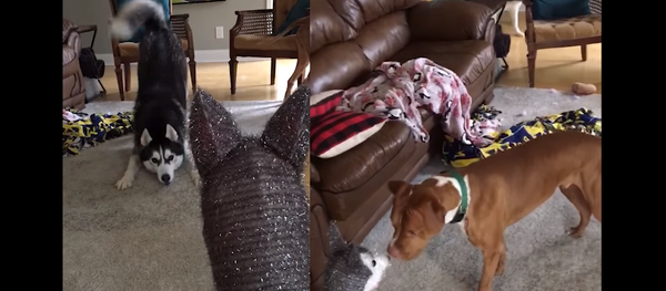 Trust Issues: Husky Anxious Over Christmas Decor - Sputnik International