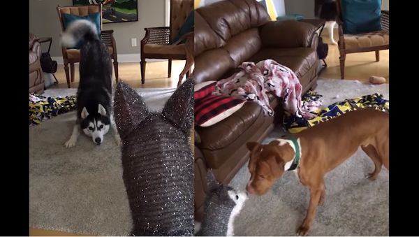 Trust Issues: Husky Anxious Over Christmas Decor - Sputnik International