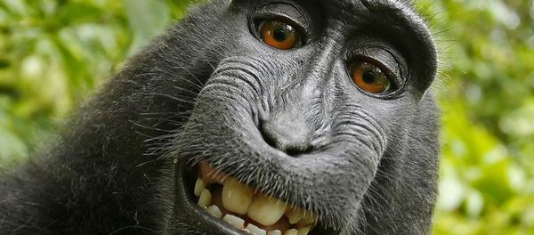 Monkey Selfie - Sputnik International
