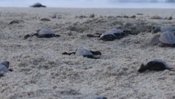 Newborn Sea Turtles Make Their Way to the Pacific Ocean - Sputnik International