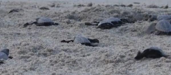 Newborn Sea Turtles Make Their Way to the Pacific Ocean Newborn Sea Turtles Make Their Way to the Pacific Ocean - Sputnik International