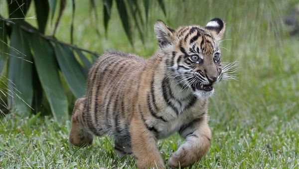 Sumatran Tiger - Sputnik International