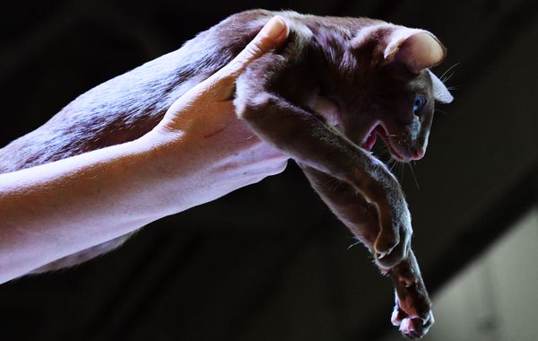 This Week in Pictures (December 2-8) - Sputnik International