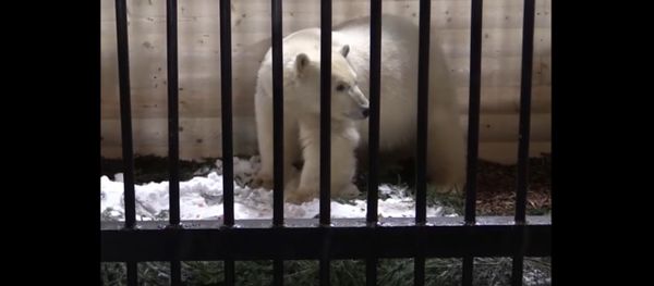 Polar Bear Lives at the St. Petersburg Zoo Polar Bear Lives at the St. Petersburg Zoo - Sputnik International