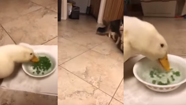 Snack Attack! Hungry Duck is a Pea-Eating Machine - Sputnik International
