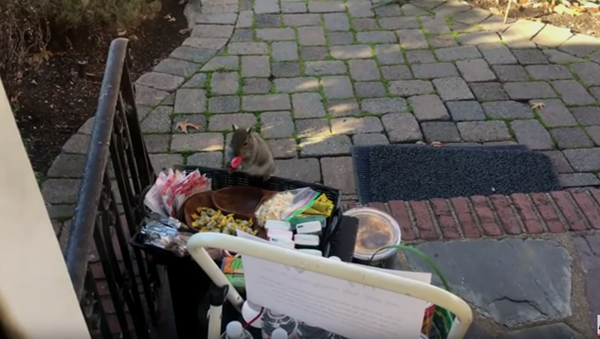 Back for More: Squirrel Swipes Some Gourmet Goodies - Sputnik International