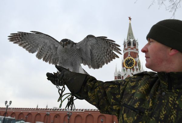 Defending the Kremlin: Hawks, Falcons and Owls in Service - Sputnik International