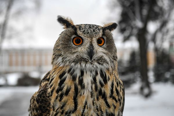 Defending the Kremlin: Hawks, Falcons and Owls in Service - Sputnik International