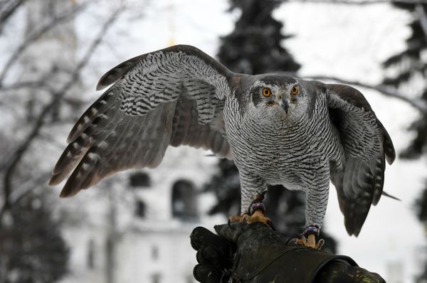 Defending the Kremlin: Hawks, Falcons and Owls in Service - Sputnik International