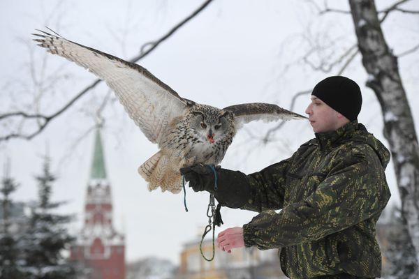 Defending the Kremlin: Hawks, Falcons and Owls in Service - Sputnik International