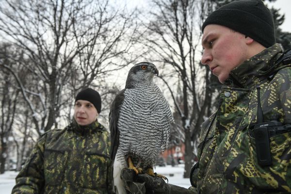 Defending the Kremlin: Hawks, Falcons and Owls in Service - Sputnik International