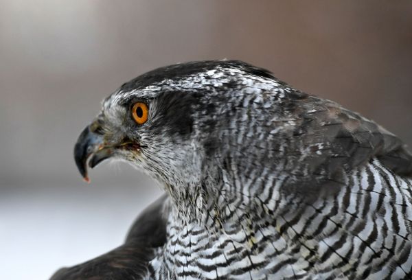 Defending the Kremlin: Hawks, Falcons and Owls in Service - Sputnik International