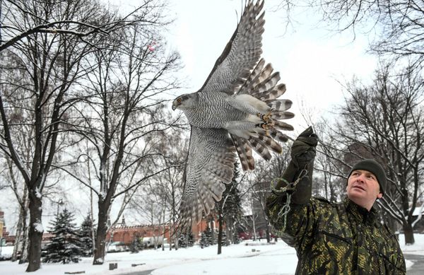 Defending the Kremlin: Hawks, Falcons and Owls in Service - Sputnik International