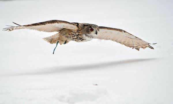 Defending the Kremlin: Hawks, Falcons and Owls in Service - Sputnik International
