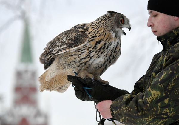 Defending the Kremlin: Hawks, Falcons and Owls in Service - Sputnik International