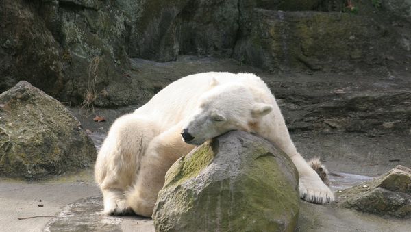 Polar bear - Sputnik International