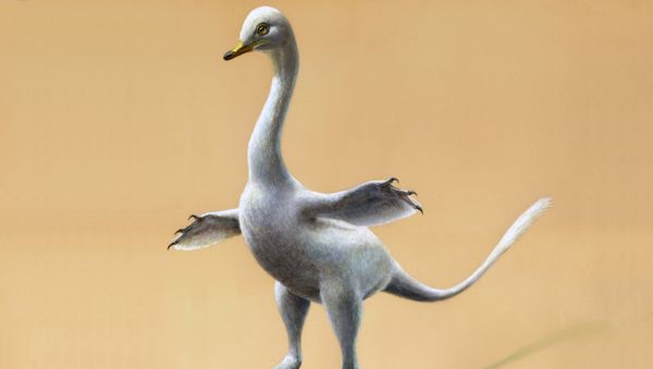 This illustration provided by Lukas Panzarin, with Andrea Cau for scientific supervision, shows a Halszkaraptor escuilliei dinosaur - Sputnik International