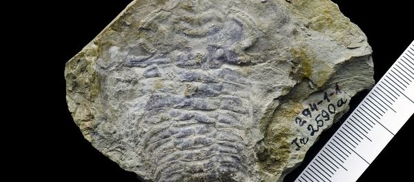 The 530-million-year-old fossil is thought to contain the oldest eye ever found - Sputnik International