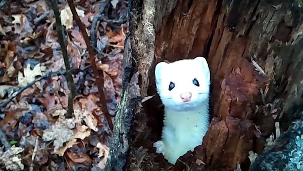 Rare Michigan Ermine Pops out of Tree - Sputnik International
