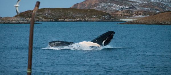 Whale - Sputnik International