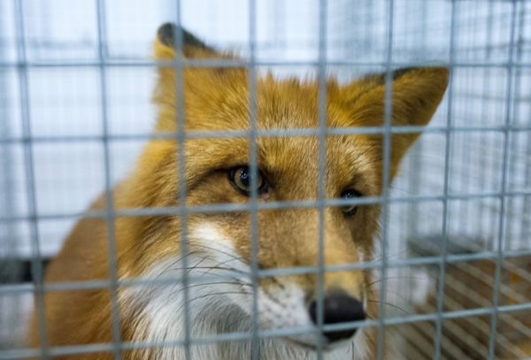A red fox  - Sputnik International
