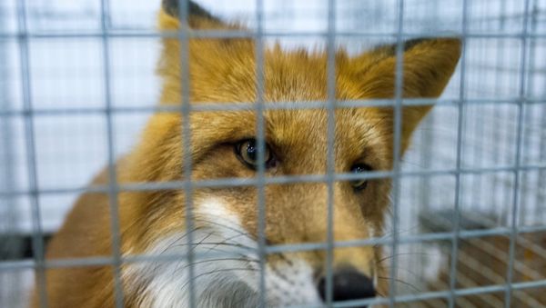 A red fox - Sputnik International