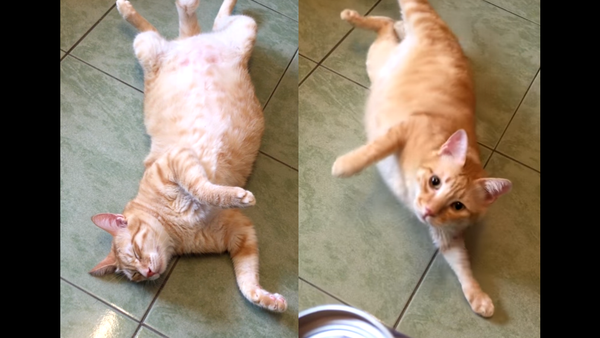 ‘I’m Up!’ Kitten Snaps Out of Sleep to Snack - Sputnik International