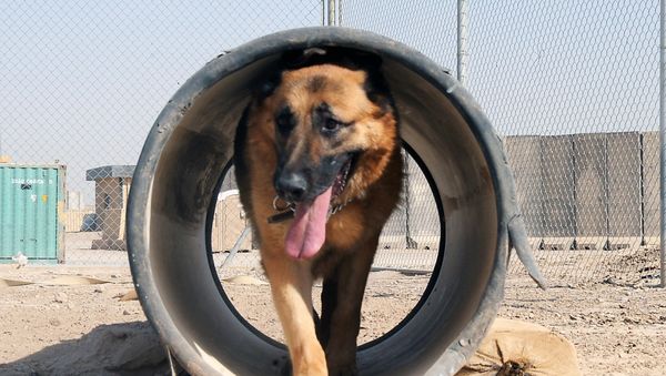 German shepherd German shepherd - Sputnik International
